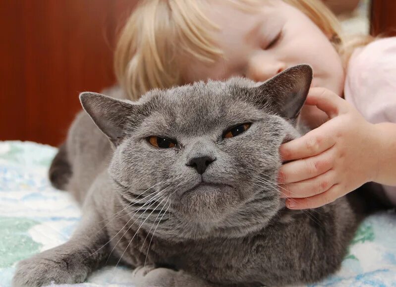 мурлычат коты и кошки. гладить кошку. урчание кошки. мурчание кошки. кошки мурлычат.