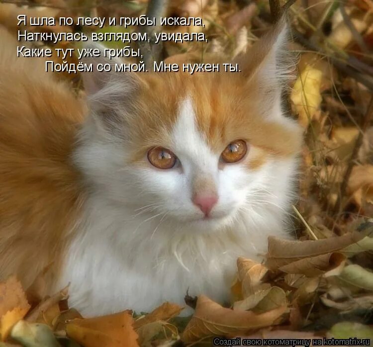 Какая тут нашлась. Котята осень. Осенние котики с надписью. Смешные рыжие котята с надписями. Смешные рыжие котики с надписями.