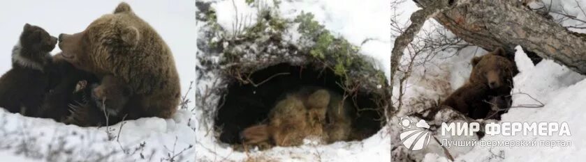 Медведь зимой в берлоге. Спящий медведь в берлоге. Берлога медведя. Медведь в берлоге с медвежатами.