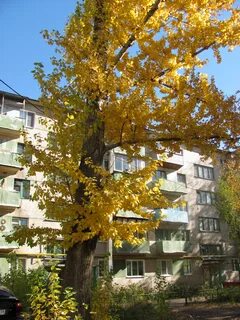 Фурманова пенза