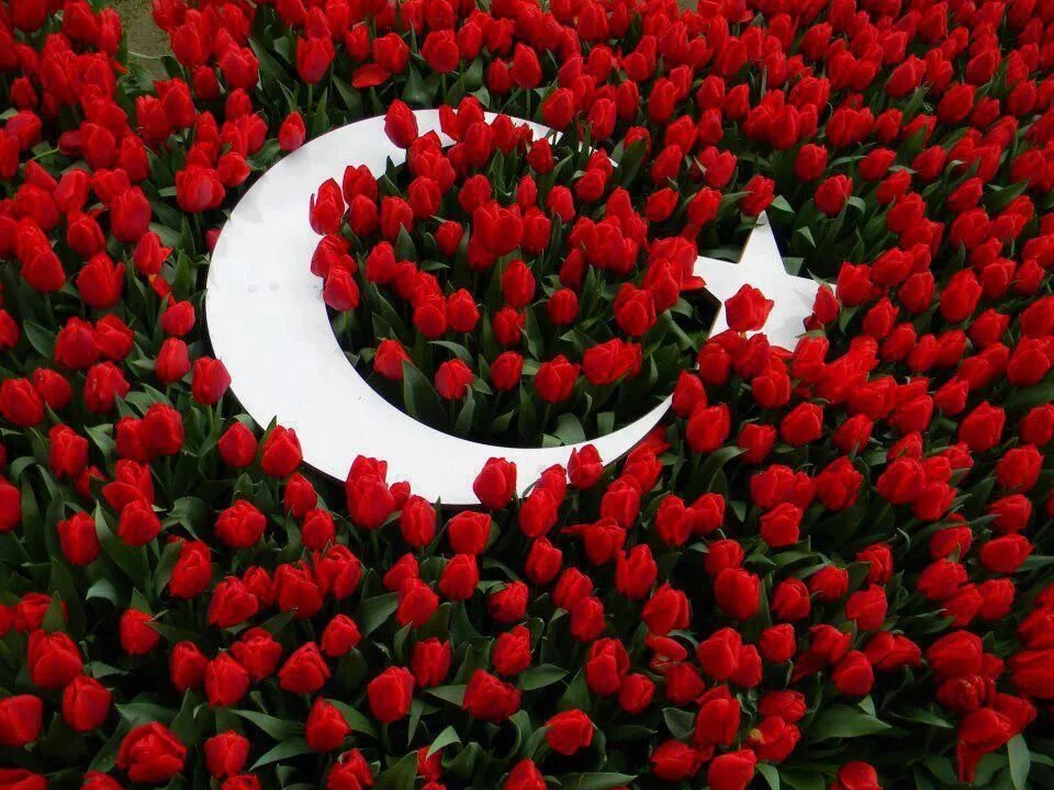 Кирмизи гуллар. Гулар манзараси. Туркия гуллари. Гуллар расмий. Цветы в Турции.