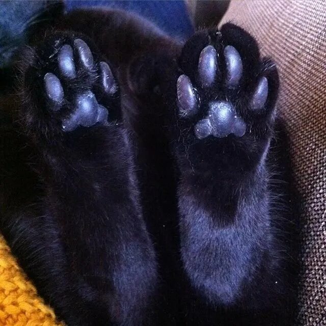 Лапка котенка подушечки. Лапки черной кошки. Подушечки лап. Черная кошачья лапа. Коты с накрашенными ногтями.