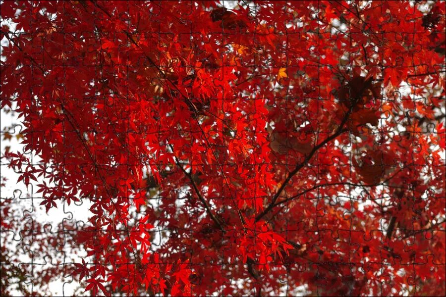 Free Images : nature, flower, petal, pattern, autumn, maple tree, maple leaf, sh