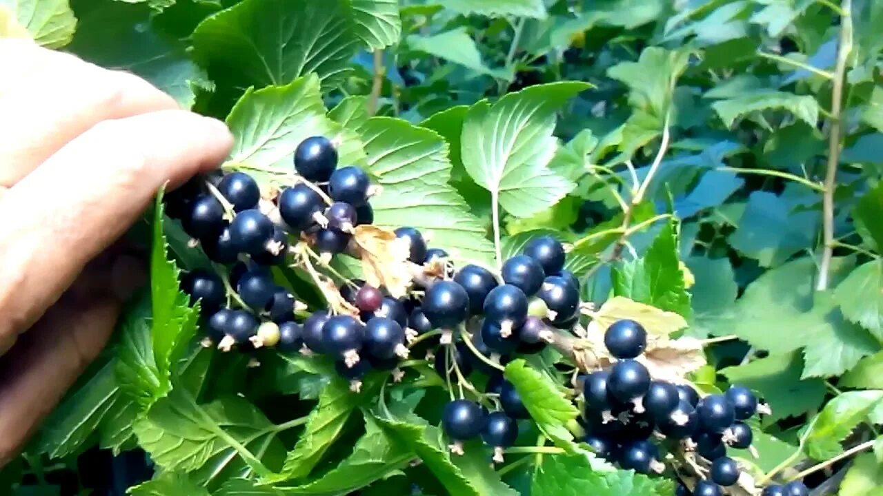 Видео песня черная смородина. Смородино-крыжовниковый гибрид йошта. Смородина Пигмей. Смородина черная Пигмей. Смородина Бинар.