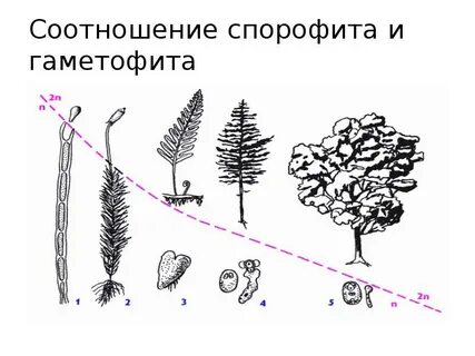 Что такое спорофит и гаметофит у мхов