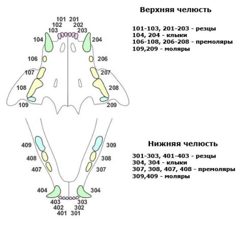 Определение возраста котенка по зубам. Зубы у котов схемы по возрасту. Количество зубов у котенка по возрасту. Определить Возраст котенка по зубам.