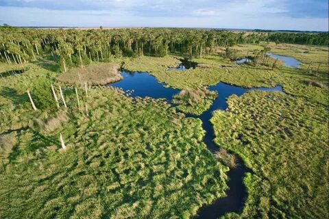 Everglades