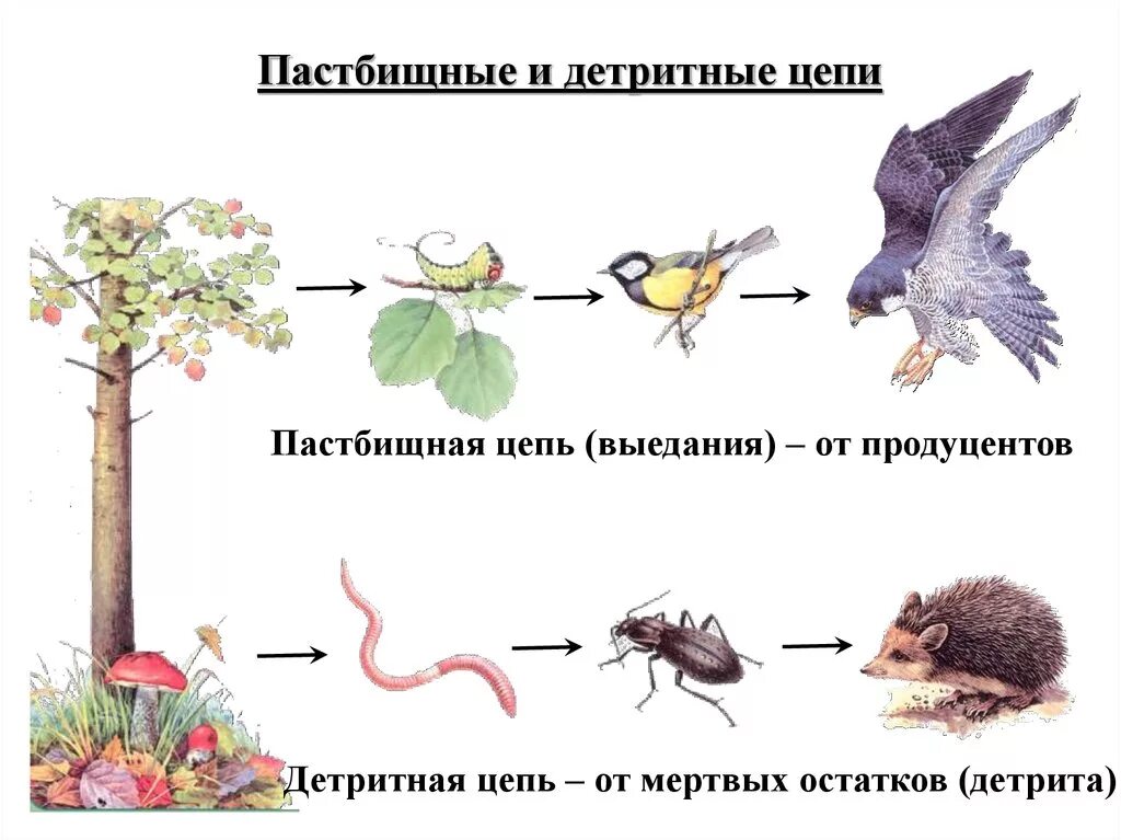 Пищевые цепи 5 6 звеньев. Пищевые цепи пастбищные и детритные. Пастбищная и детритная цепь питания. Цепочки питания пастбищные и детритные. Пастбищная цепь питания и детритная цепь питания.