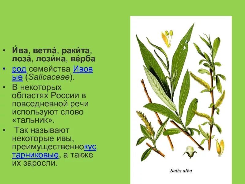 Что является частью женского растения ивы ответы. Что является частью женского растения ивы ответы