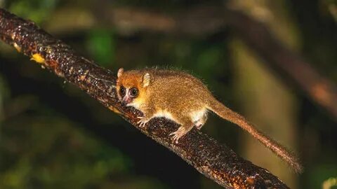 Әйелдердің тігу және тігу порносы