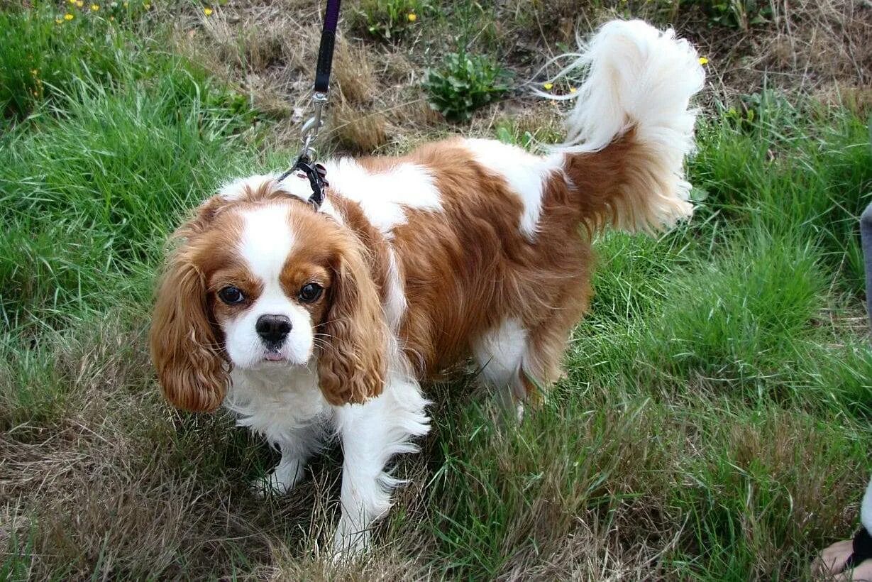 Кардинал кинг чарльз спаниель. Кварльер кинк чарль спанель. Кавалер питание. Кинг чарльз спаниель. Кавалер питание.
