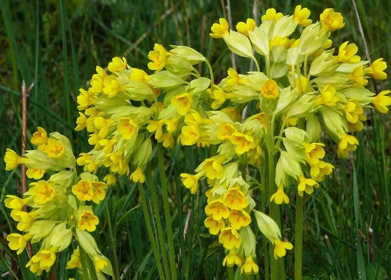 Ранние желтые цветочки. Первоцвет весенний. Первоцвет весенний (Primula veris). Первоцвет весенний примула баранчики. Первоцвет весенний (Primula veris l.).