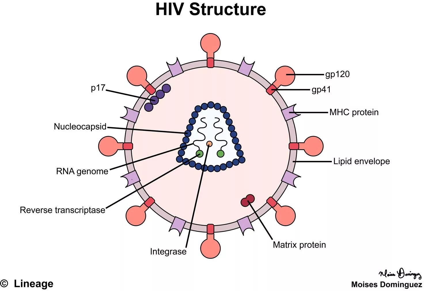 Вирус. HIV structure. Вирус ВИЧ. Вирус иммунодефицита человека (Human Immunodeficiency virus).