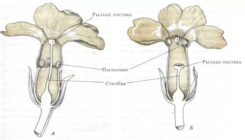 Нижняя расширенная часть пестика. Рыльца пестиков. Строение рыльца. Пестики открытые с большими рыльцами. Открытый пестик с большим рыльцем.
