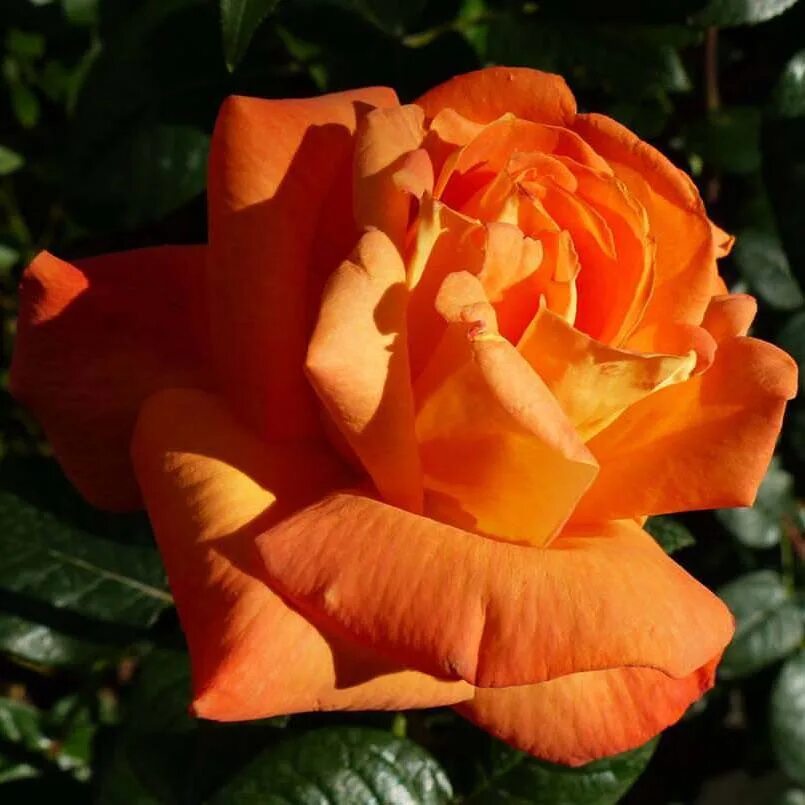 Сорт розы луи де фюнес. Louis rose. Louis rose. Louis rose. Роза чайно-гибридная луи де фюнес оранжевая.