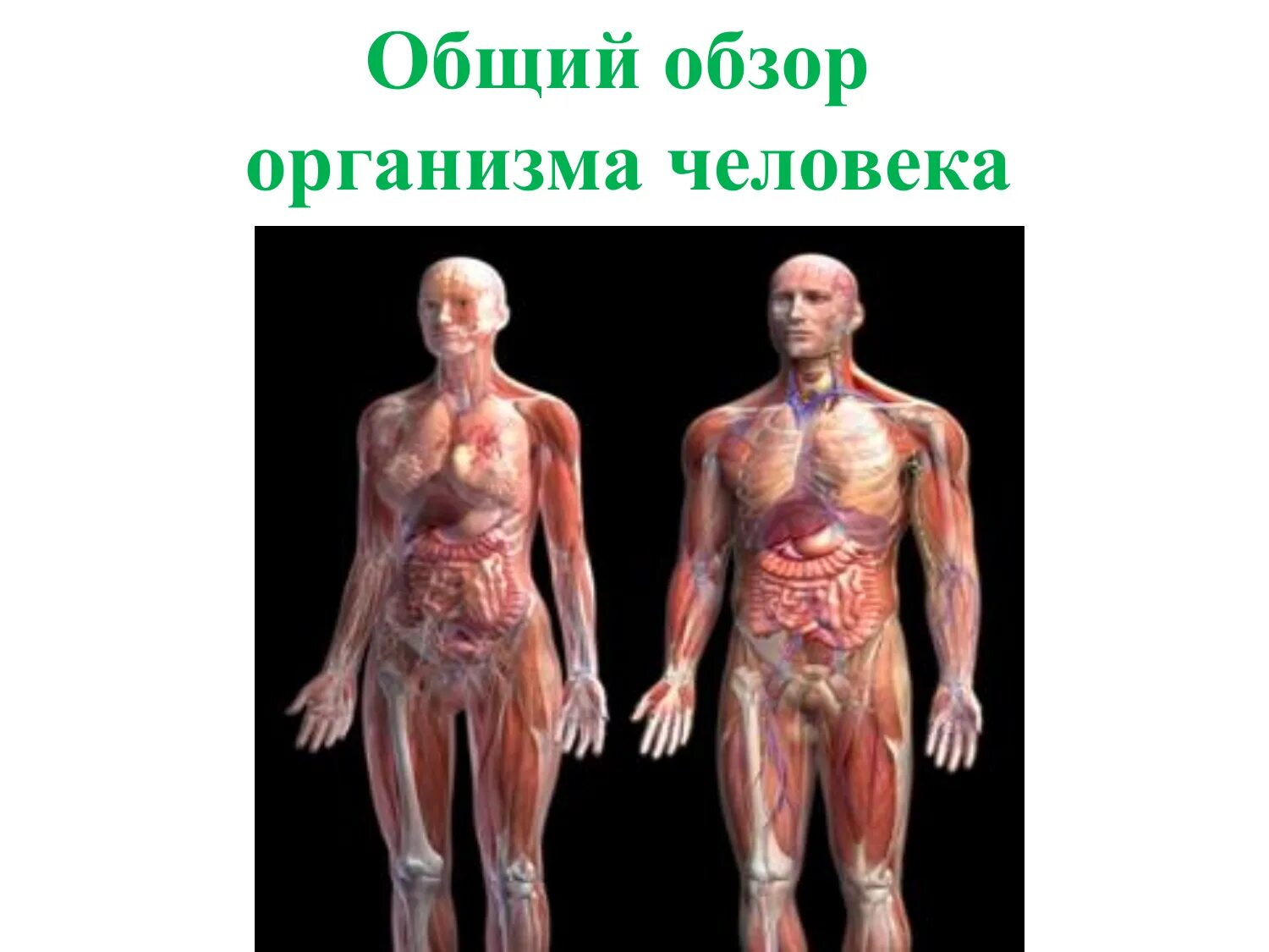 Самый тяжёлый орган человека - кожа.. Фото организма полностью с описанием. Что можно продать в организме человека мужика.