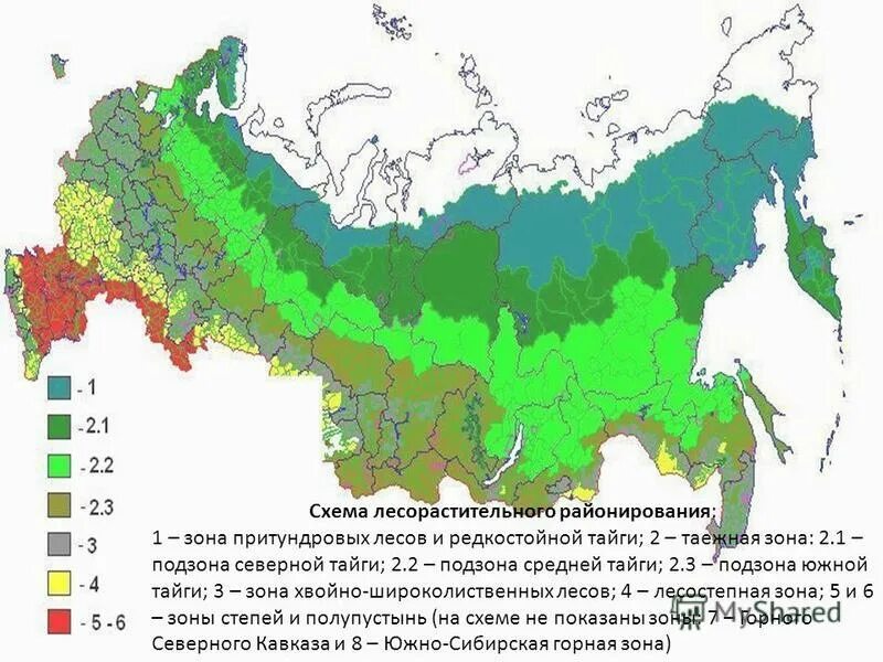 Какую территорию россии занимает тайга. Карта природных зон России широколиственные леса. Природные зоны Республики Коми. Тайга природная зона на карте. Широколиственные леса природная зона на карте.
