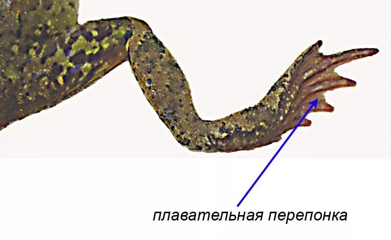 Плавательные перепонки у земноводных. Плавательная перепонка у лягушек. строение лягушачьих лап. перепонки на лапах лягушки. лягушка на задних лапах.