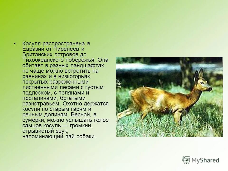 В какой зоне обитает косуля. Косуля обитает. В какой зоне обитает косуля. Косуля волгоградской области описание. Сибирская косуля красная книга омской области.