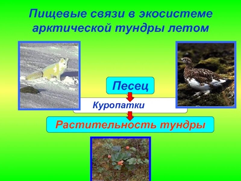 Цепь питания тундры. Цепь питания в тундре 4. цепи питания животных в тундре. пищевая цепь тундры. пищевая цепь питания в тундре.