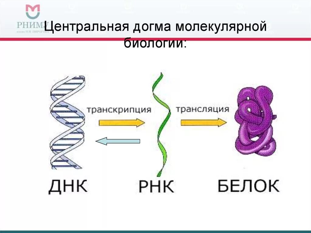 Реализация наследственной клетки. Схема реализации наследственной информации. Реализация генетической информации схема. Транскрипция и трансляция рисунок.