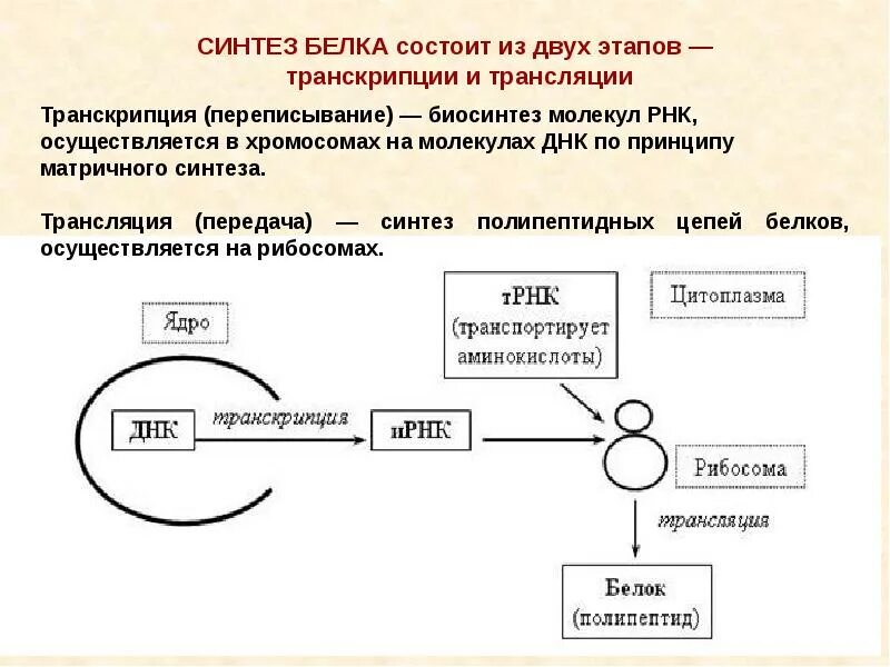 Значение биосинтеза. Этапы биосинтеза белка транскрипция и трансляция. Схема транскрипции синтеза белка. Биосинтез белка описать процесс трансляция. Этапы матричного синтеза белка транскрипция.