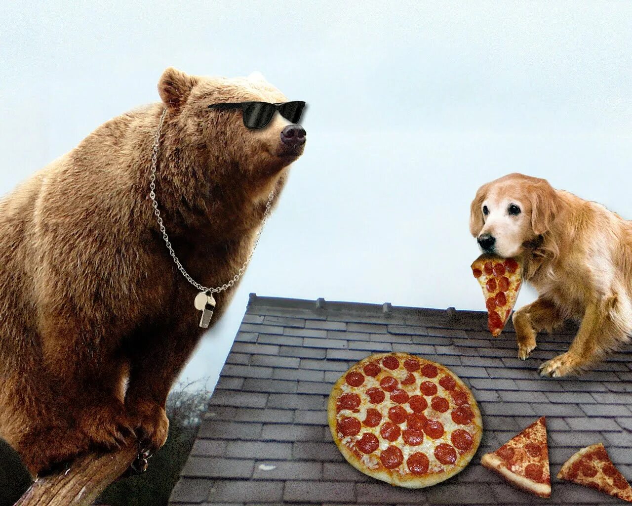 Медведи готовят пиццу. Животные с пиццей. Медведь и собака. Пицца медведь. Собака с куском пиццы.