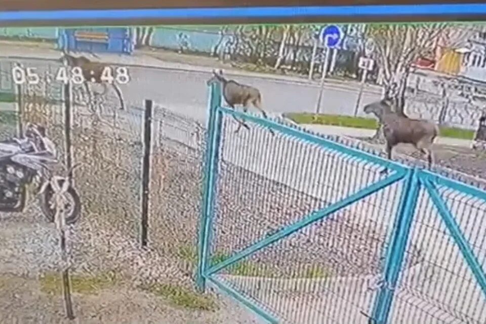 Остановка лось. Три лося Новосибирск. Лось переходит дорогу. Лось на березовой новости.