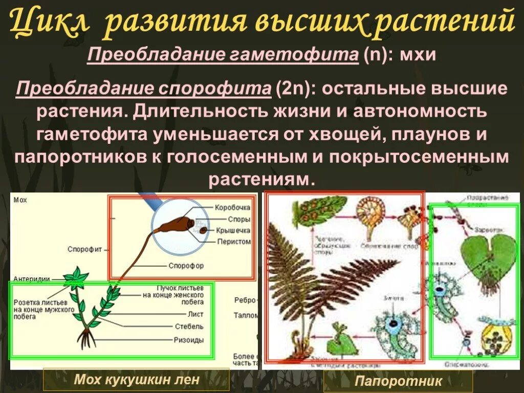 Гаметофит и спорофит у покрытосеменных растений. Цикл развития папоротника спорофит и гаметофит. Циклы развития растений гаметофит спорофит. Продолжительность жизни спорофита и гаметофита у мхов. Продолжительность жизни гаметофита