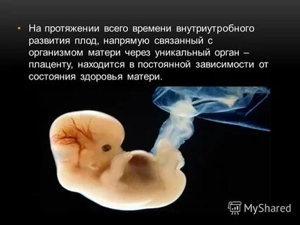 Влияние наркотиков на развитие зародыша
