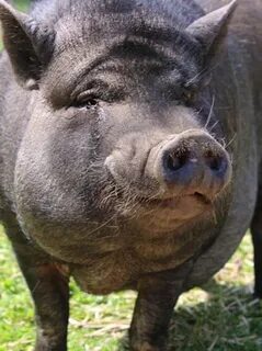 To buy a pig in a poke
