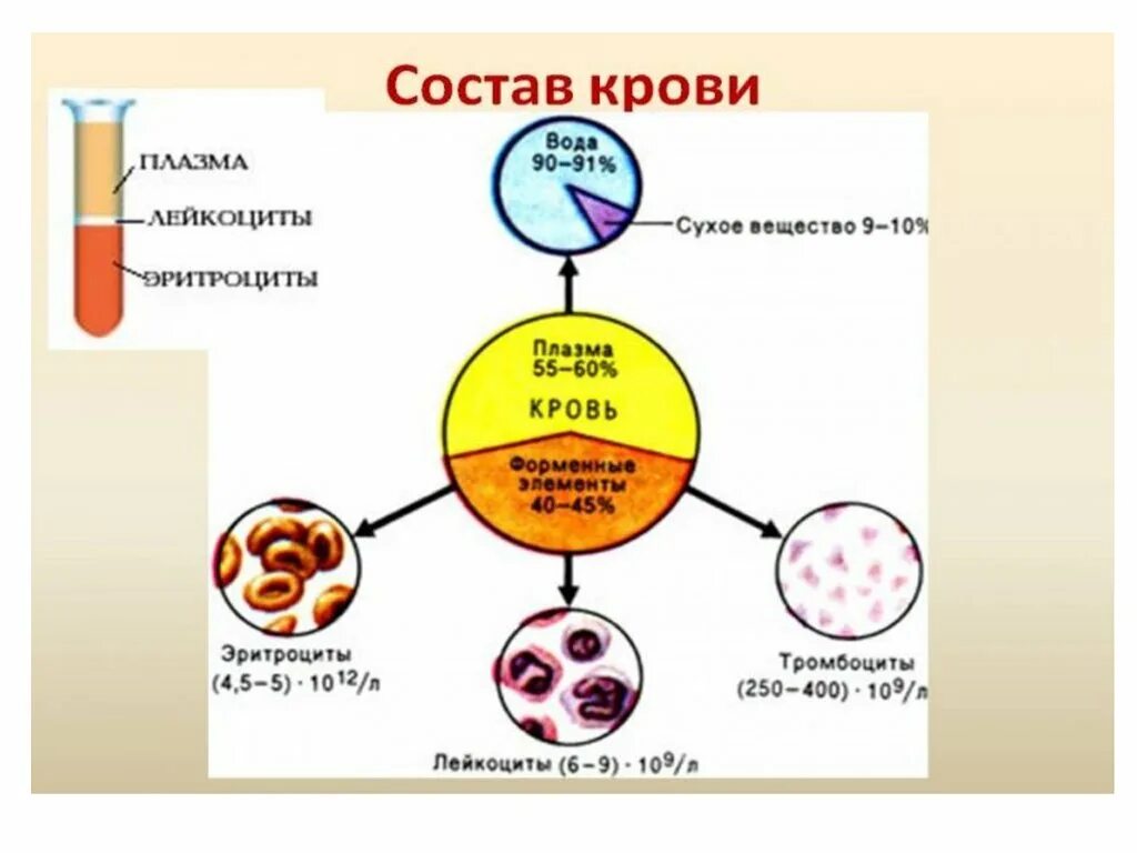 Витамины в плазме крови