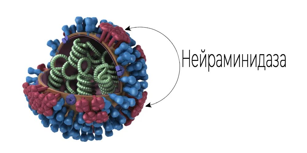 Нейраминидазы гриппа. Нейраминидаза. Нейраминидаза гриппа. Механизм действия нейраминидазы. Нейраминидаза это микробиология.