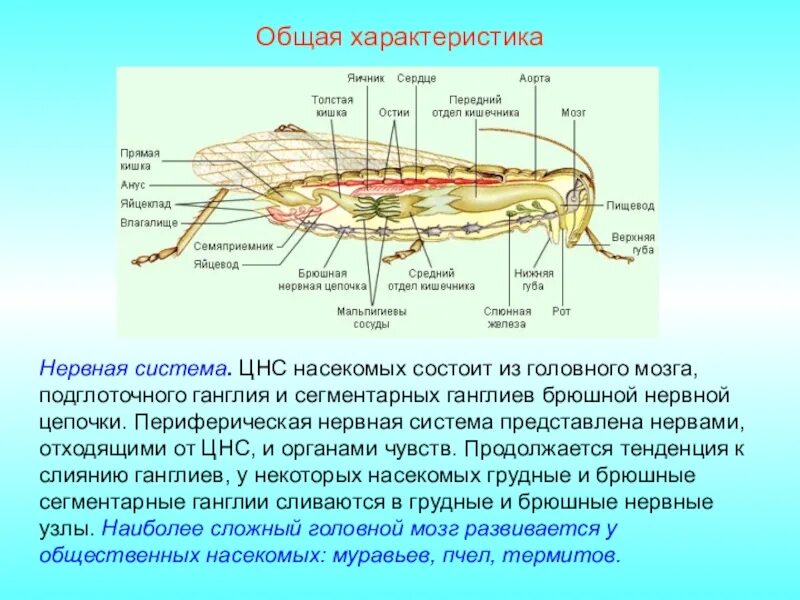 Строение нервной системы насекомых. Нервная система и органы чувств насекомых. Нервная система насекомых схема. Нервная система органы класс насекомые.