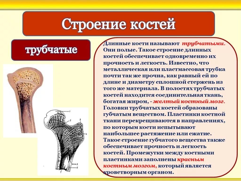 Рост губчатых костей. Строение кости. Строение трубчатой и губчатой костей. Трубчатые кости особенности строения. Полость трубчатой кости.