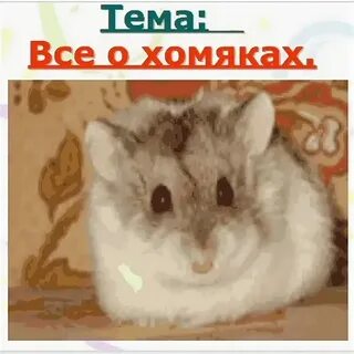 Секретное задание в хомяке на 100