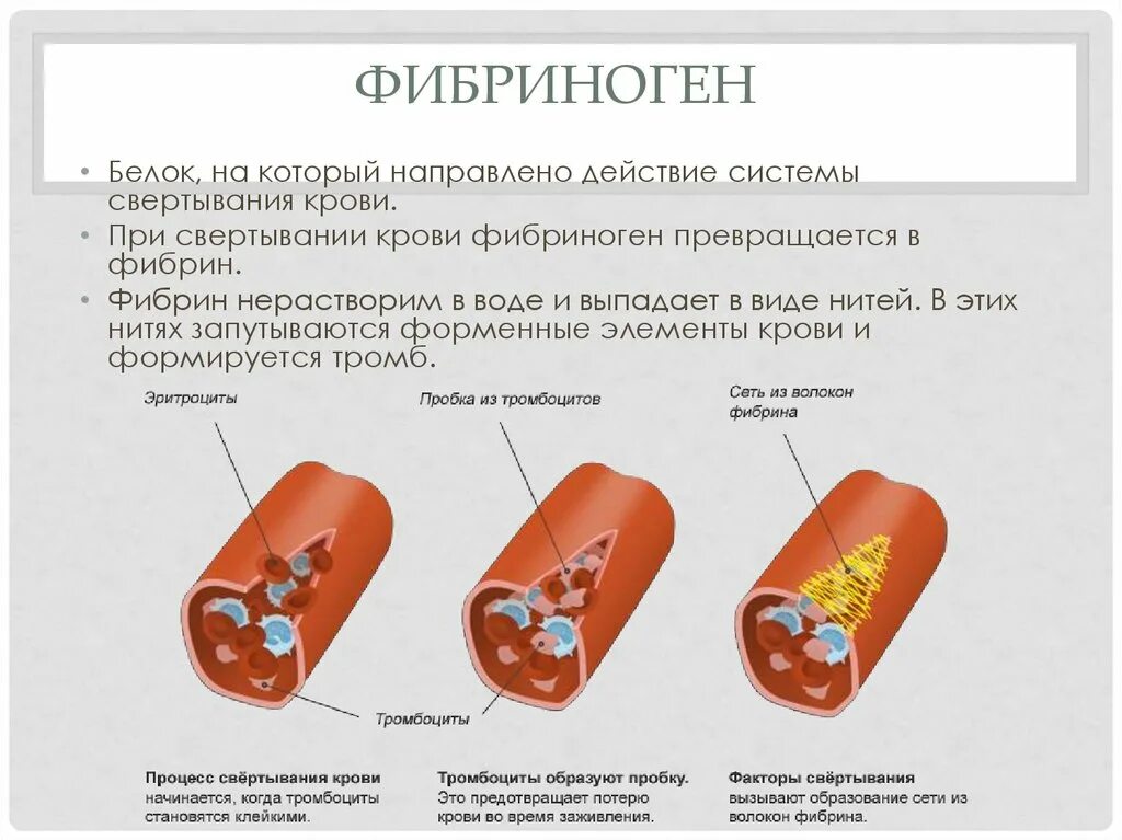 Количество фибрина после пореза. Фибрин и фибриноген. Белок фибриноген. Белок фибрин. Функции фибриногена биохимия.