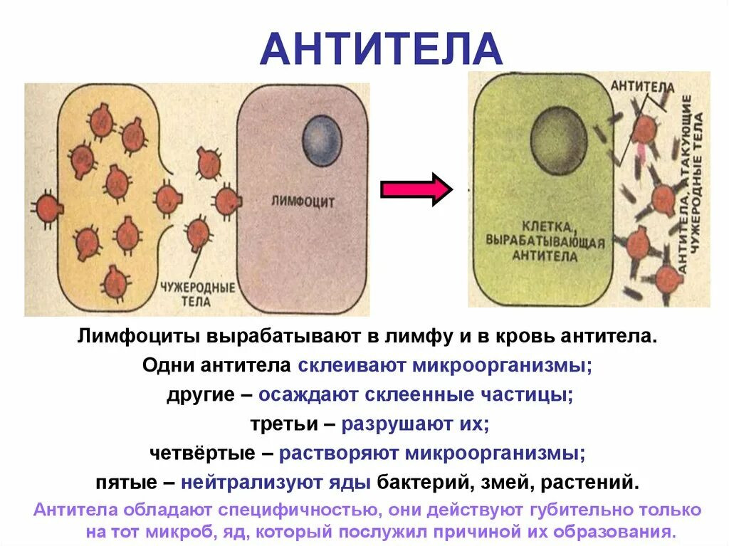 Выработка антигенов. Лимфоциты секретируют антитела. Антитерф. Антритеил. Как выглядят антитела.