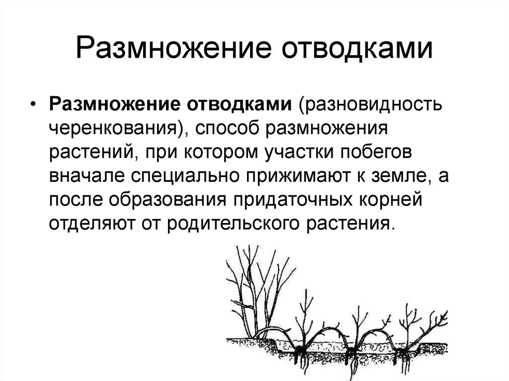 Характеристика способа размножения отводками. Вегетативное размножение растений отводки. Характеристика вегетативного размножения отводками. Способ вегетативного размножения растений отводками. Диффузное размножение