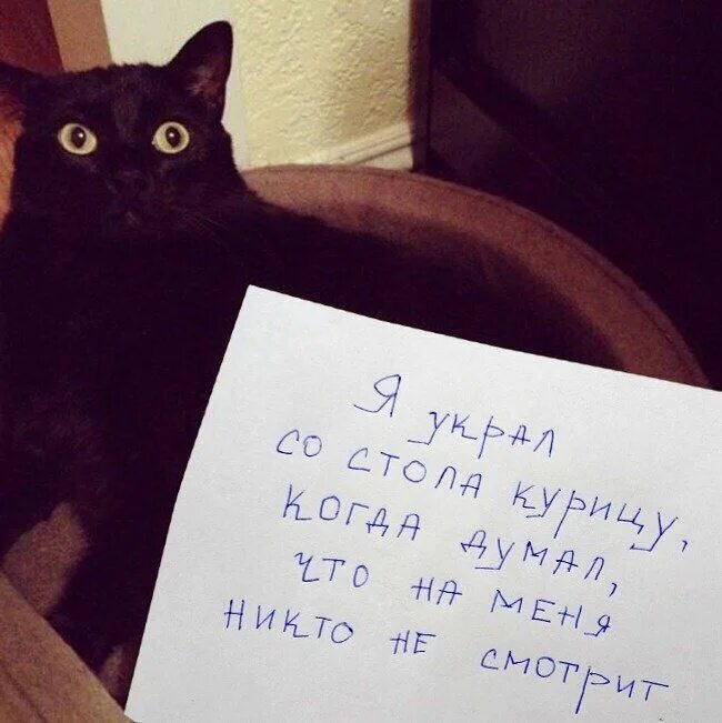 Кот задающий вопрос. Кошка с запиской. провинившиеся коты. коты с табличками. провинившийся котик.