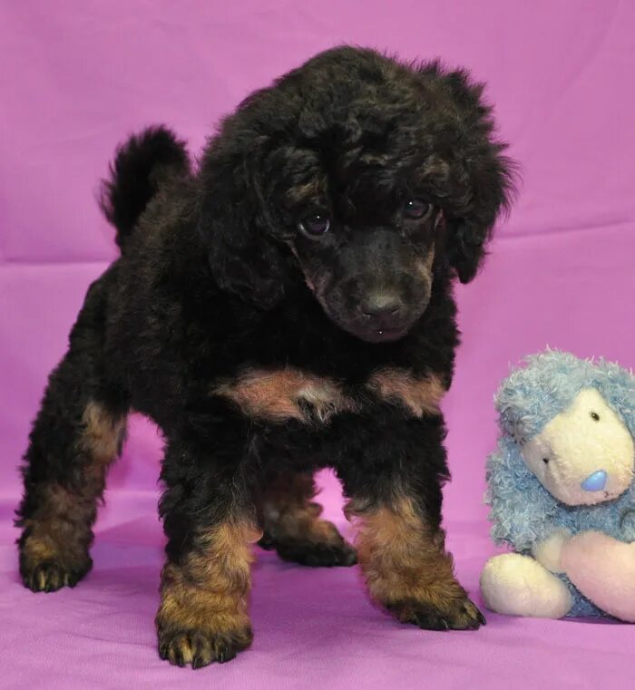 карликовый пудель взрослый. карликовый пудель размер. карликовый пудель размеры. карликовый пудель вес. карликовый пудель размеры.