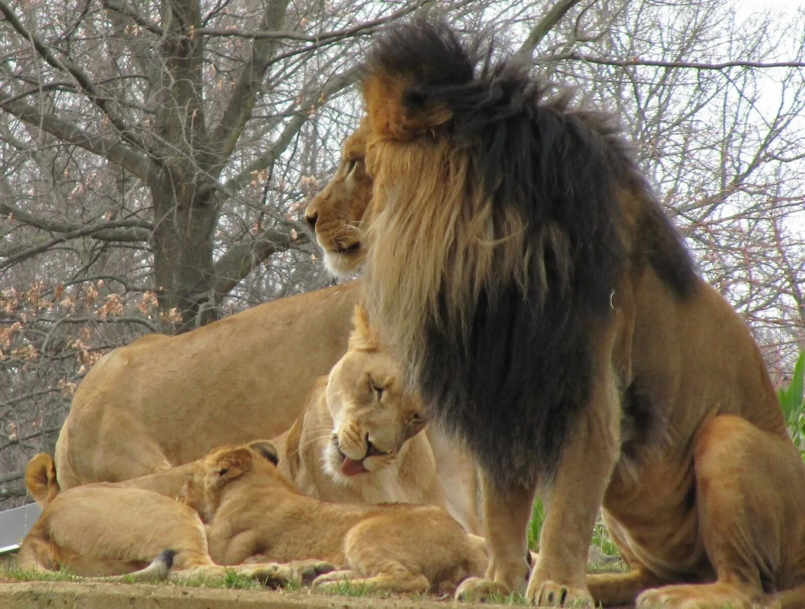 Семья Львов. Четыре Льва. Красивый Лев с семьей. Львы семья.