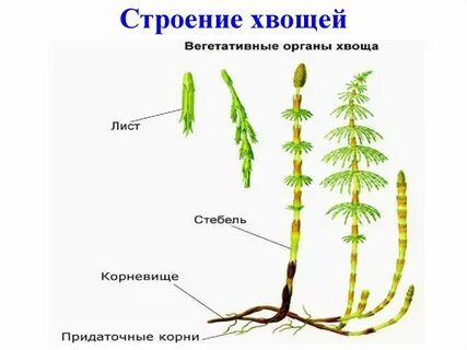 Какие вегетативные органы отсутствуют у мха