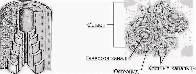 Что находится внутри остеона Соединительные ткани, подготовка к ЕГЭ по биологии