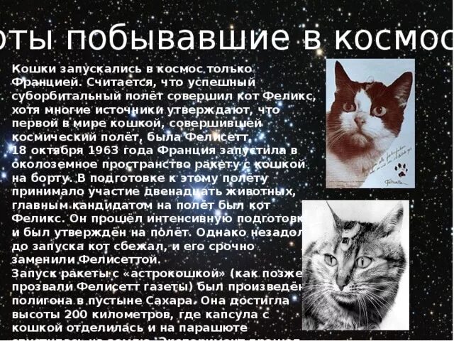 Кошка полетевшая в космос. Кот Фелисетт в космосе. Первая кошка в космосе. Кошка побывавшая в космосе. Кошка которая полетела в космос первая.