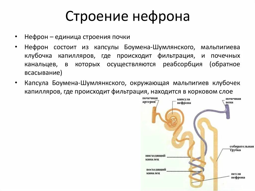 В чем особенность строения капсулы нефрона. Строение нефрона почки. Строение клубочка нефрона. Почечные канальца нефрона. Структурные элементы нефрона.