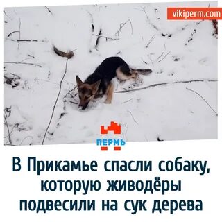 Хрен повесил на сучок