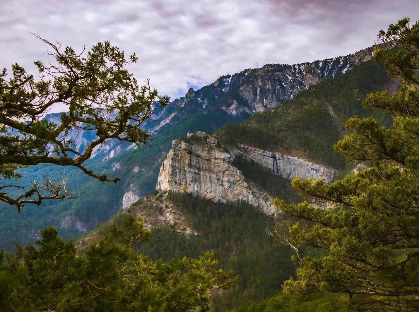 горный сосняк крым. заповедная буковая роща крым. старый крым гора. туристическая стоянка узунджа. какие леса в крыму.