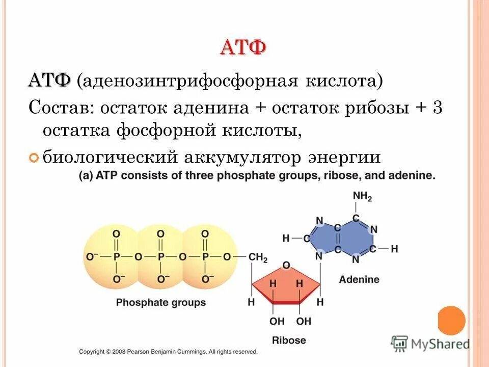 Атф это. Строение АТФ И АДФ. Модель молекулы АТФ. Остаток фосфорной кислоты АТФ. Структура АТФ.