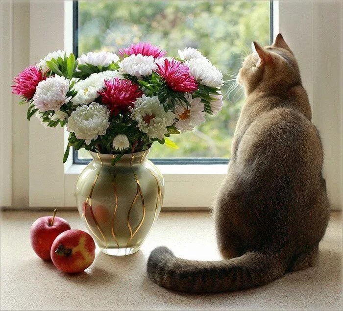 Картинки для настроения. Котик и цветы в вазе. Прекрасного дня кошечки. Ваза кот. Осенний букет и котик.